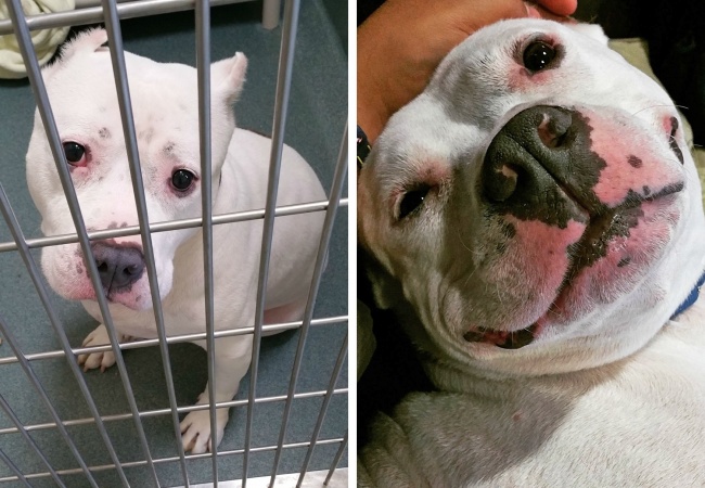 20-before-after-photos-of-dogs-after-adoption-that-show-the-true-face-of-happiness-14