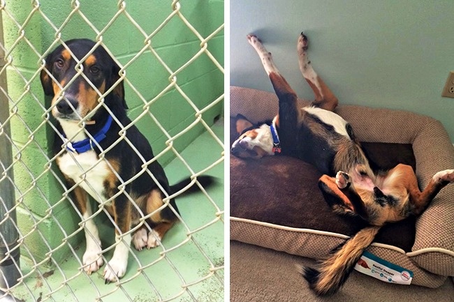 20-before-after-photos-of-dogs-after-adoption-that-show-the-true-face-of-happiness-15