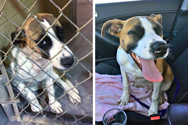 20-before-after-photos-of-dogs-after-adoption-that-show-the-true-face-of-happiness-16