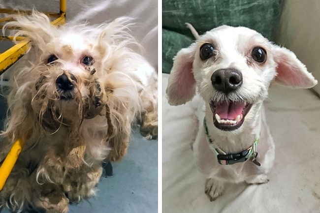 20-before-after-photos-of-dogs-after-adoption-that-show-the-true-face-of-happiness-17