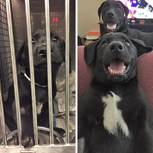 20-before-after-photos-of-dogs-after-adoption-that-show-the-true-face-of-happiness-18