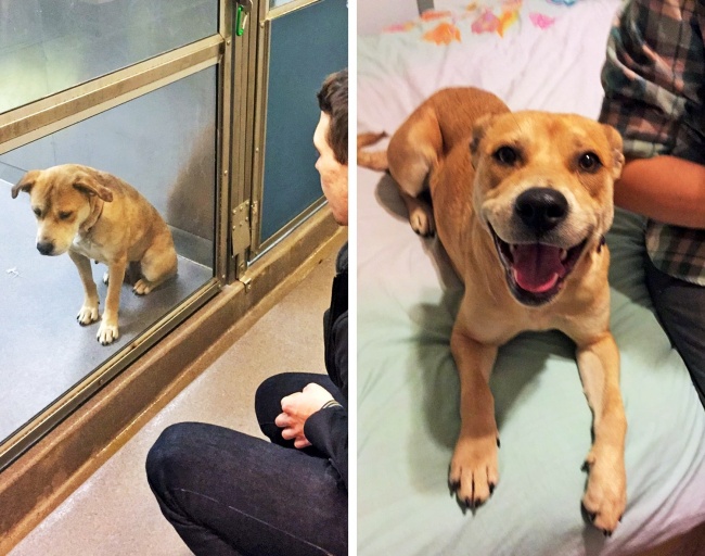 20-before-after-photos-of-dogs-after-adoption-that-show-the-true-face-of-happiness-19