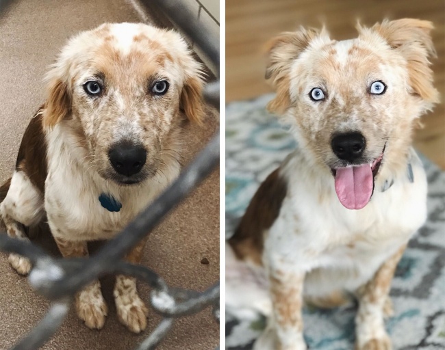 20-before-after-photos-of-dogs-after-adoption-that-show-the-true-face-of-happiness-20