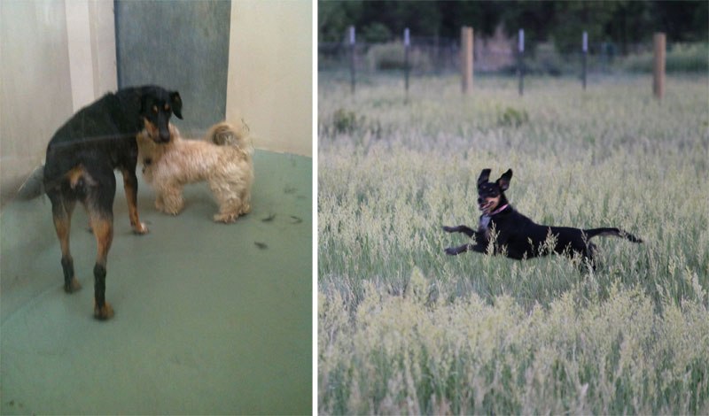 20-before-after-photos-of-dogs-after-adoption-that-show-the-true-face-of-happiness-21