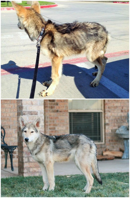 20-before-after-photos-of-dogs-after-adoption-that-show-the-true-face-of-happiness-22