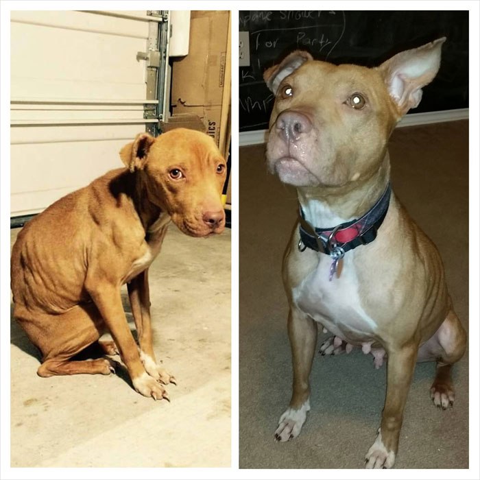 20-before-after-photos-of-dogs-after-adoption-that-show-the-true-face-of-happiness-23