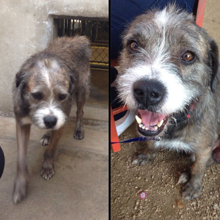 20-before-after-photos-of-dogs-after-adoption-that-show-the-true-face-of-happiness-24