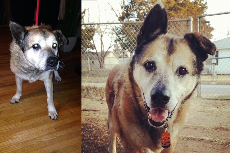 20-before-after-photos-of-dogs-after-adoption-that-show-the-true-face-of-happiness-25