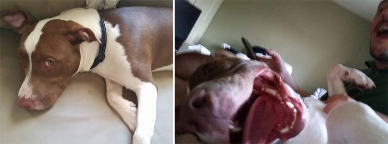 20-before-after-photos-of-dogs-after-adoption-that-show-the-true-face-of-happiness-26
