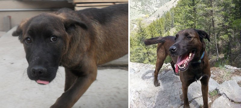 20-before-after-photos-of-dogs-after-adoption-that-show-the-true-face-of-happiness-27