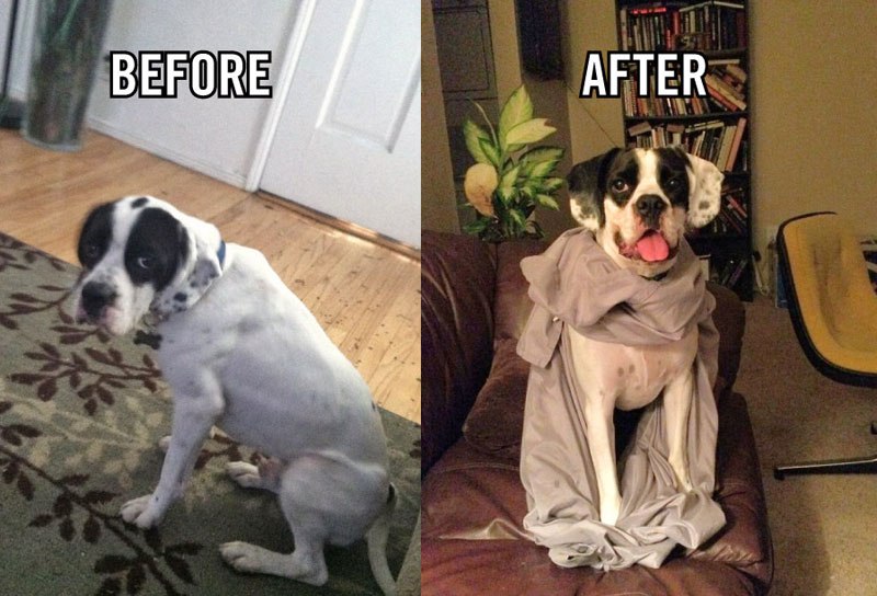20-before-after-photos-of-dogs-after-adoption-that-show-the-true-face-of-happiness-28