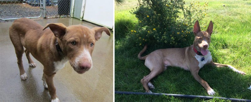 20-before-after-photos-of-dogs-after-adoption-that-show-the-true-face-of-happiness-29