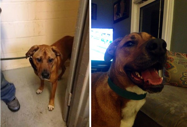 20-before-after-photos-of-dogs-after-adoption-that-show-the-true-face-of-happiness-30