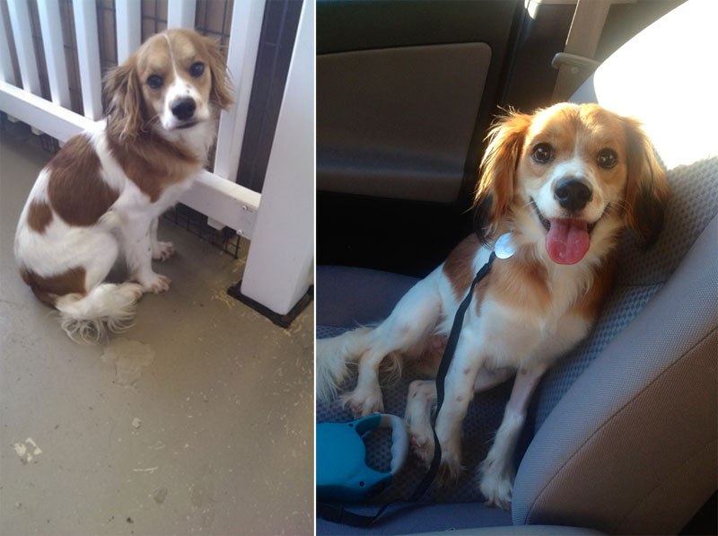 20-before-after-photos-of-dogs-after-adoption-that-show-the-true-face-of-happiness-31