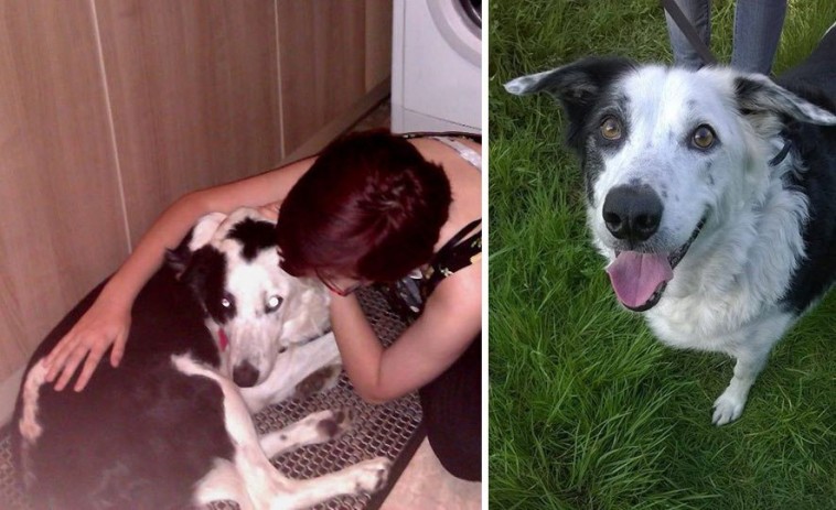 20-before-after-photos-of-dogs-after-adoption-that-show-the-true-face-of-happiness-32