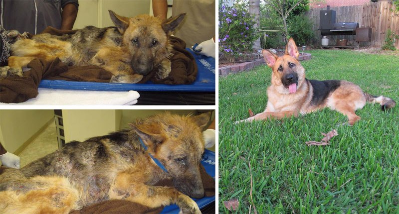 20-before-after-photos-of-dogs-after-adoption-that-show-the-true-face-of-happiness-33