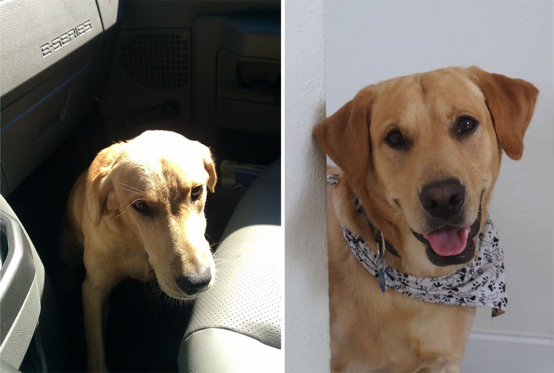 20-before-after-photos-of-dogs-after-adoption-that-show-the-true-face-of-happiness-34
