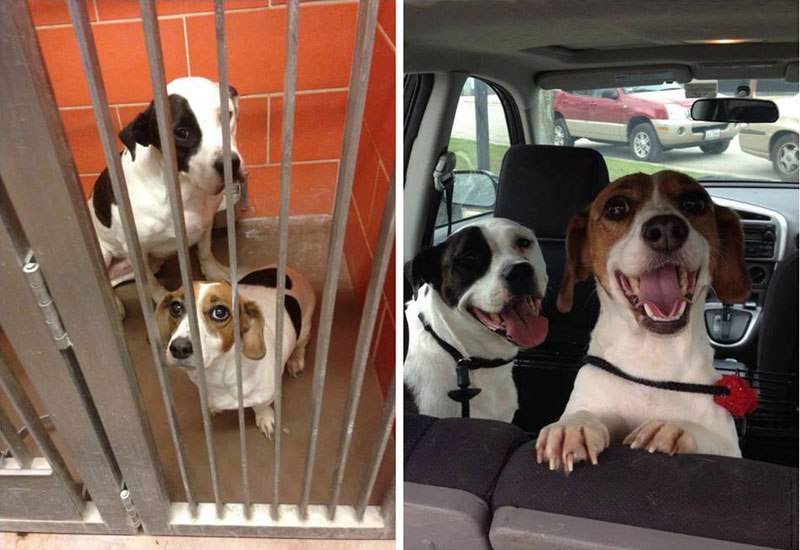 20-before-after-photos-of-dogs-after-adoption-that-show-the-true-face-of-happiness-35