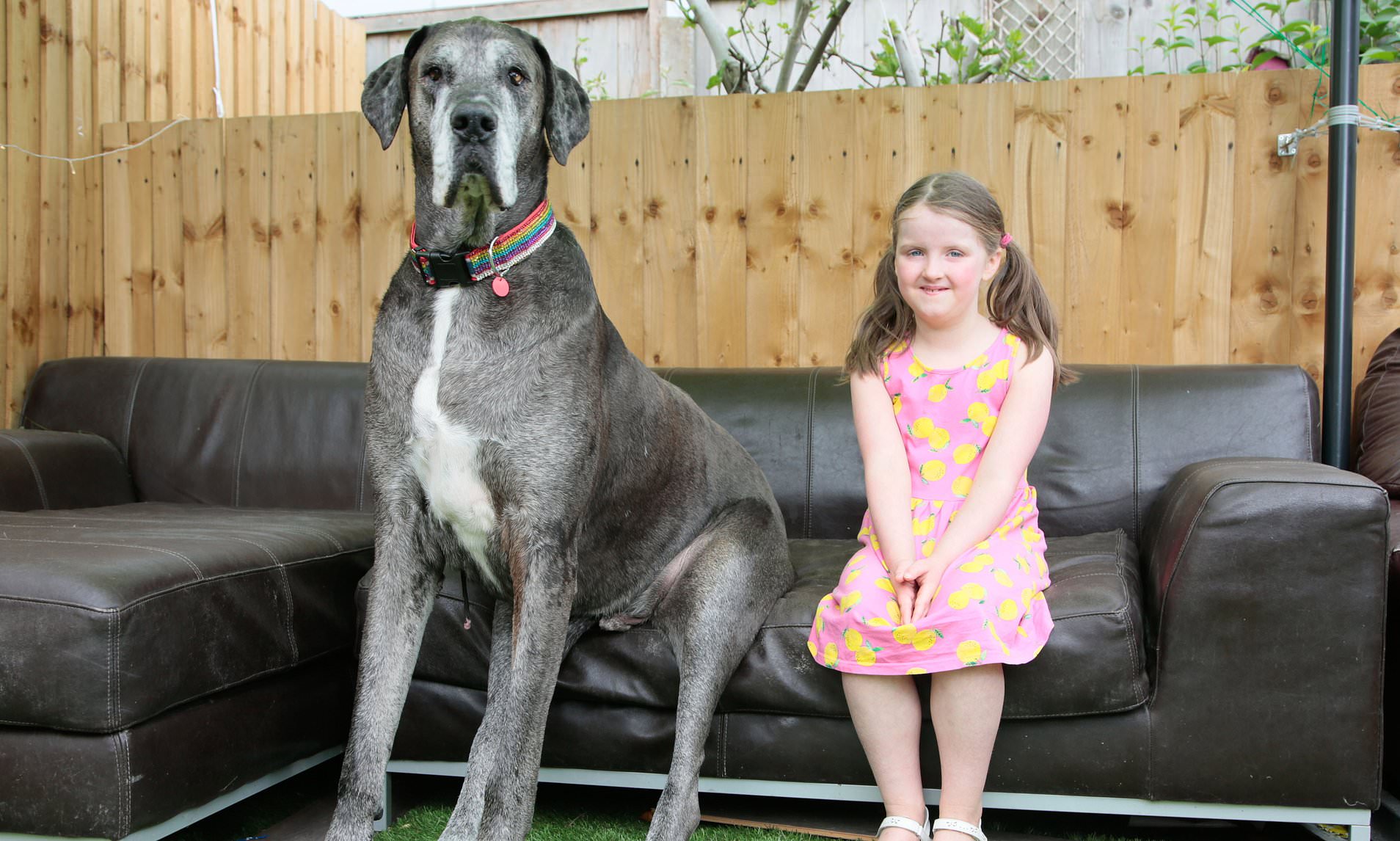 Another big milestone for 7ft Freddy: World's tallest dog thought to be  planet's oldest Great Dane | Daily Mail Online