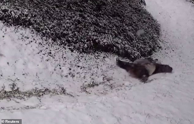 Playful pandas slide and somersault after snow falls at the National Zoo | Daily Mail Online