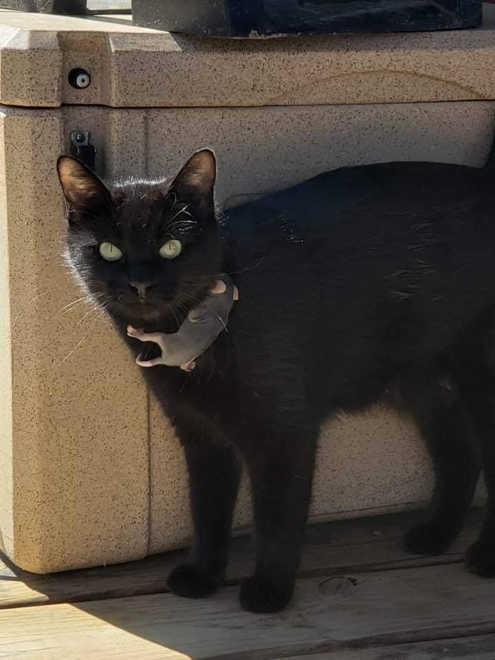 котка бебе опосум