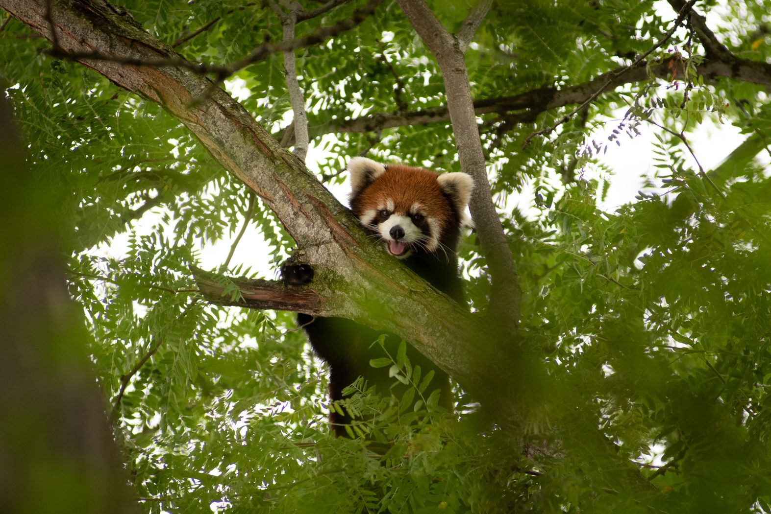 Columbus Zoo on Twitter | Columbus zoo, Zoo, Red panda