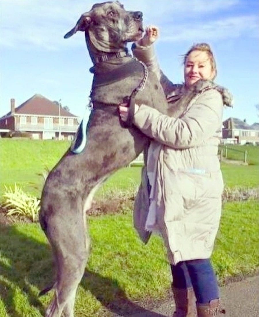 Freddy The 7-Foot Great Dane Is The Tallest Dog In The World - Cesar's Way