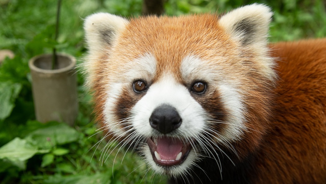 Columbus Zoo na Twitter: "From head to toe, a red panda can grow up to 26 inches long, and their bushy tail (which helps them maintain balance) can add another 20 inches.