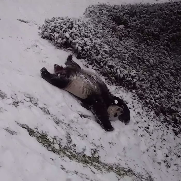 Watch Giant Pandas Have the Best Snow Day Ever
