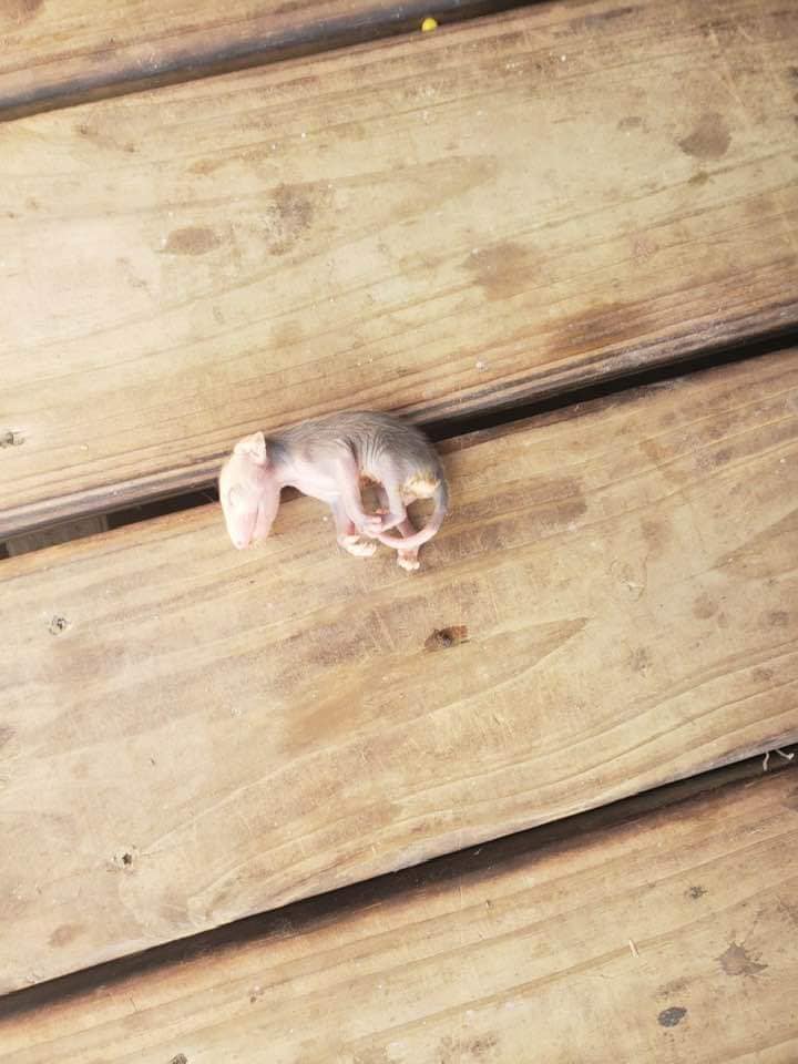 котка бебе опосум