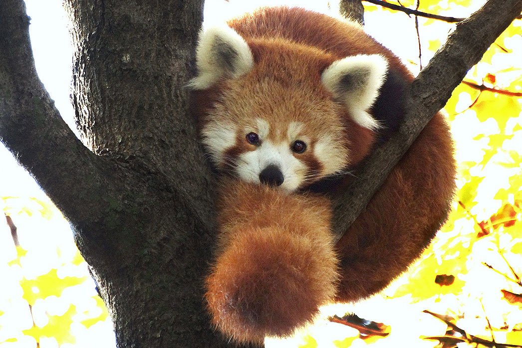 P is for Red Panda | Elena Square Eyes