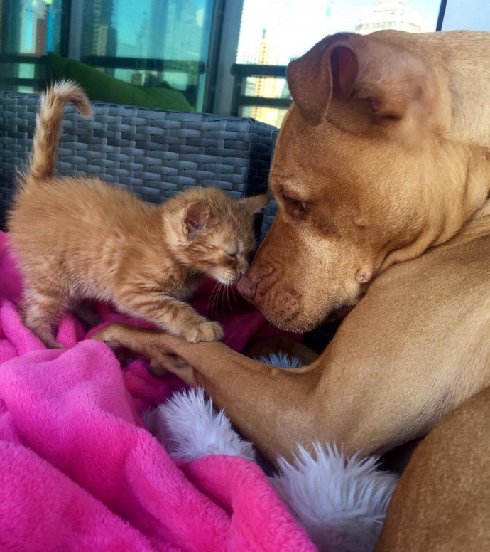 rescue-dog-obsessed-with-cats-finally-gets-a-kitten-to-take-care-of-01
