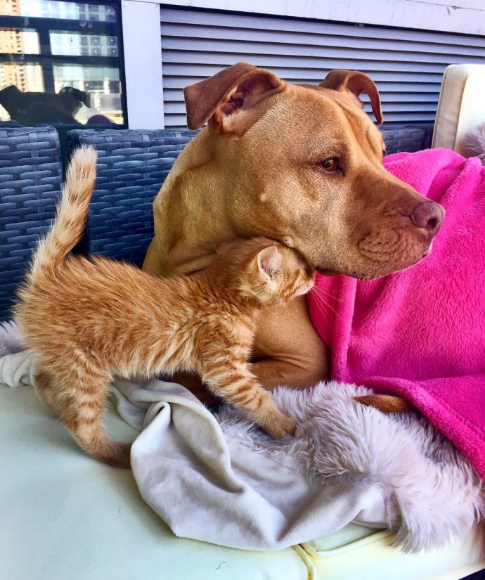 rescue-dog-obsessed-with-cats-finally-gets-a-kitten-to-take-care-of-02