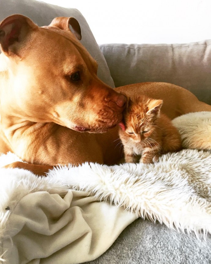 rescue-dog-obsessed-with-cats-finally-gets-a-kitten-to-take-care-of-03