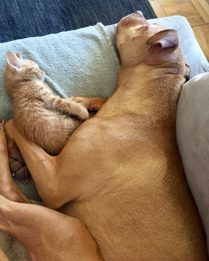 rescue-dog-obsessed-with-cats-finally-gets-a-kitten-to-take-care-of-04