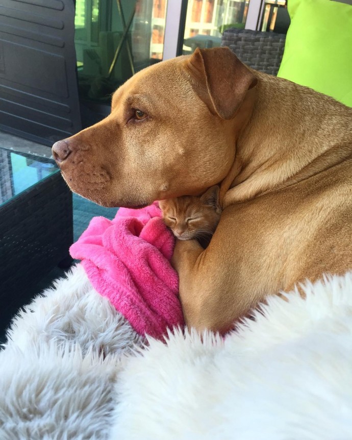rescue-dog-obsessed-with-cats-finally-gets-a-kitten-to-take-care-of-05