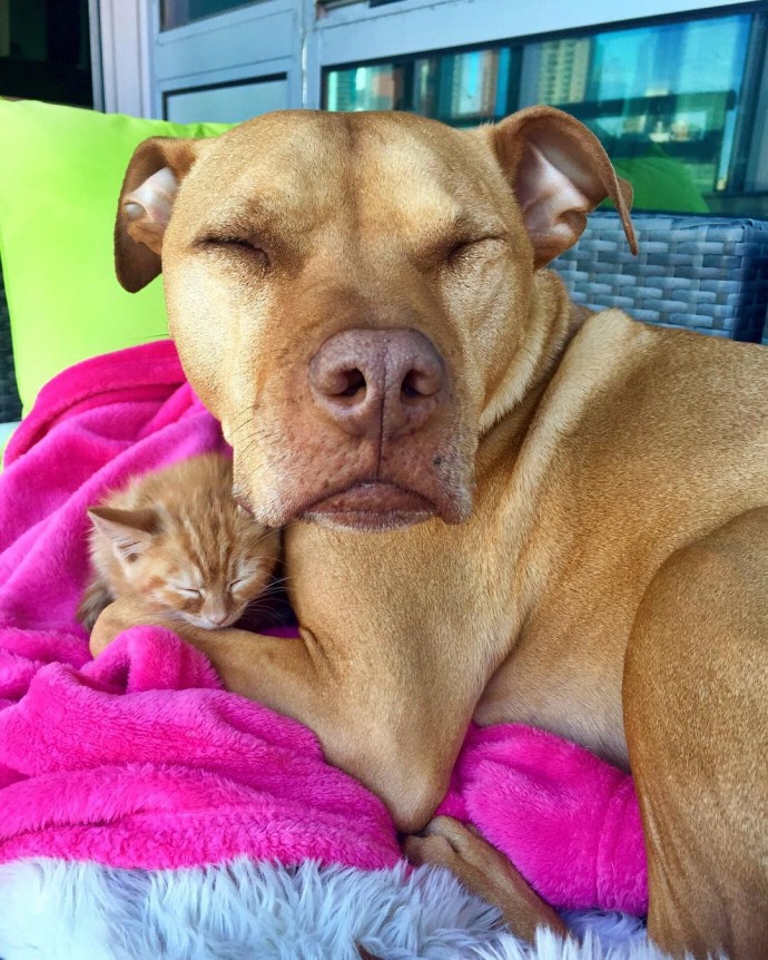 rescue-dog-obsessed-with-cats-finally-gets-a-kitten-to-take-care-of-06
