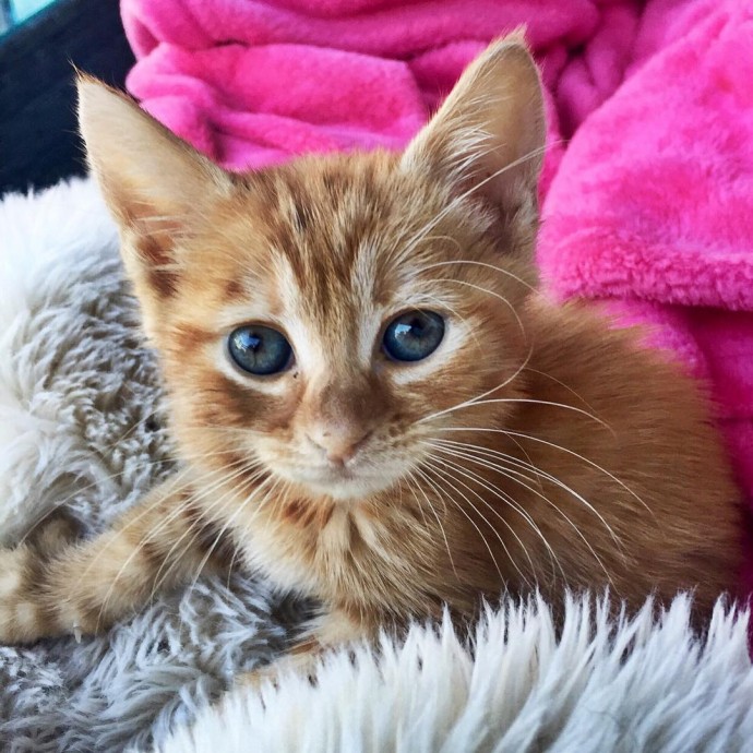 rescue-dog-obsessed-with-cats-finally-gets-a-kitten-to-take-care-of-07