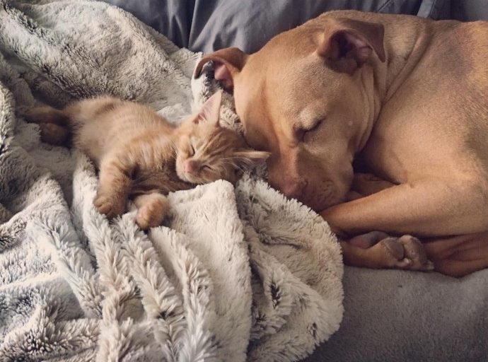 rescue-dog-obsessed-with-cats-finally-gets-a-kitten-to-take-care-of-10-e1603903712572
