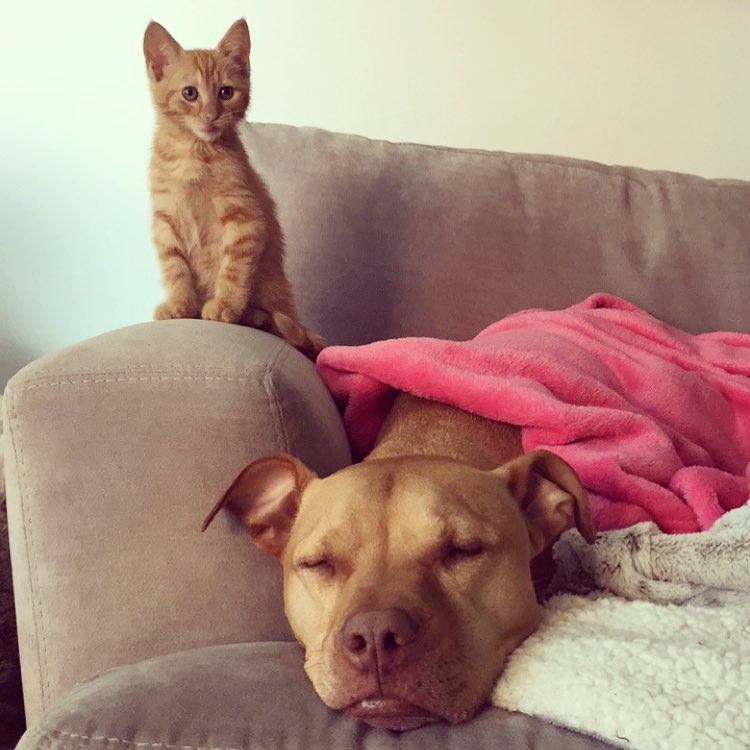 rescue-dog-obsessed-with-cats-finally-gets-a-kitten-to-take-care-of-11