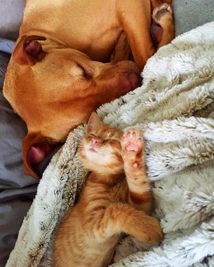 rescue-dog-obsessed-with-cats-finally-gets-a-kitten-to-take-care-of-12