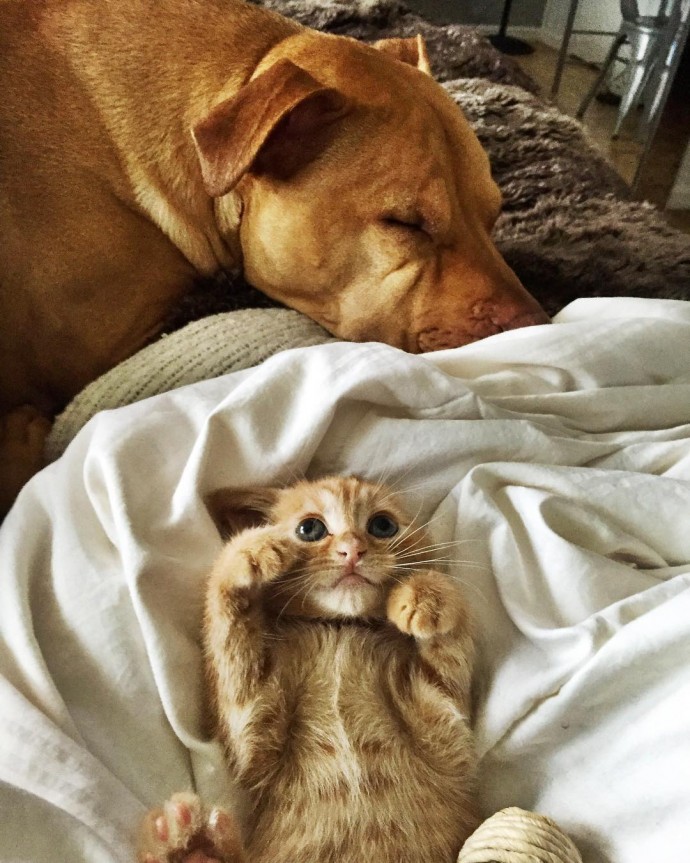 rescue-dog-obsessed-with-cats-finally-gets-a-kitten-to-take-care-of-13
