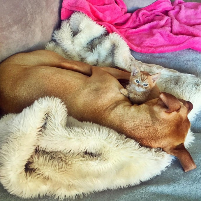 rescue-dog-obsessed-with-cats-finally-gets-a-kitten-to-take-care-of-14