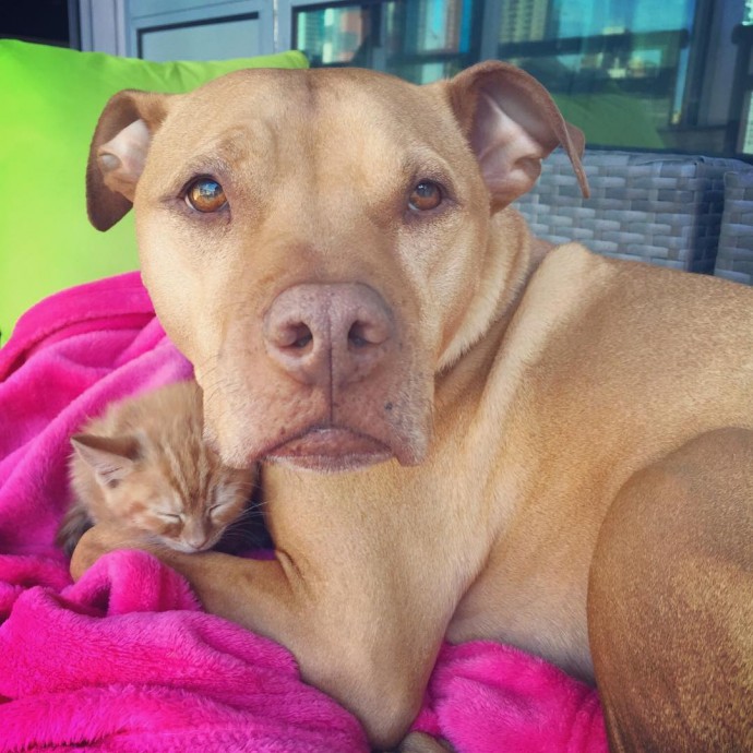 rescue-dog-obsessed-with-cats-finally-gets-a-kitten-to-take-care-of-15