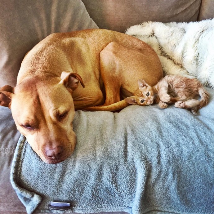 rescue-dog-obsessed-with-cats-finally-gets-a-kitten-to-take-care-of-16