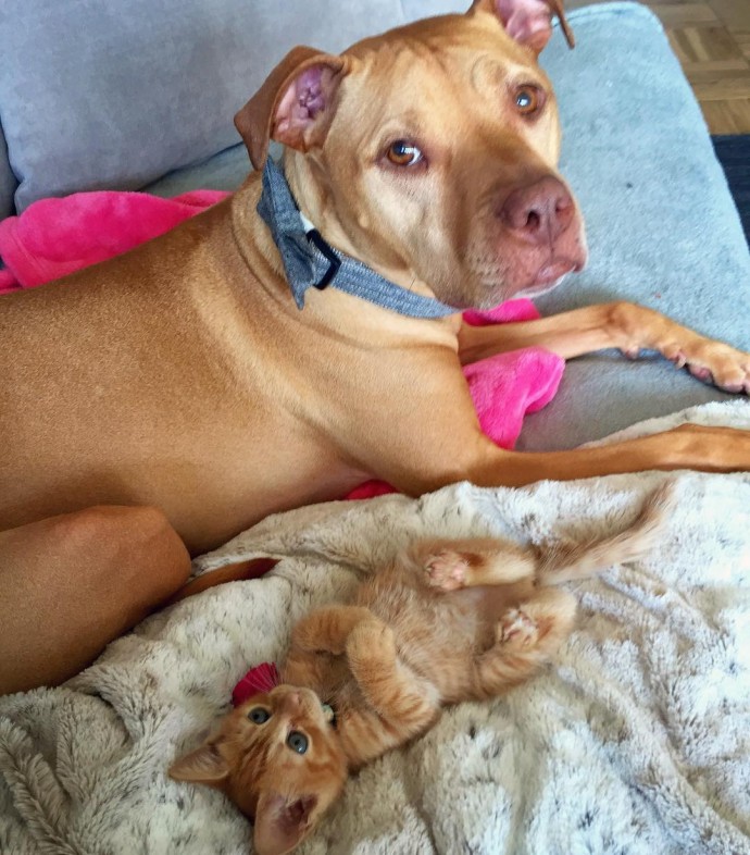 rescue-dog-obsessed-with-cats-finally-gets-a-kitten-to-take-care-of-17