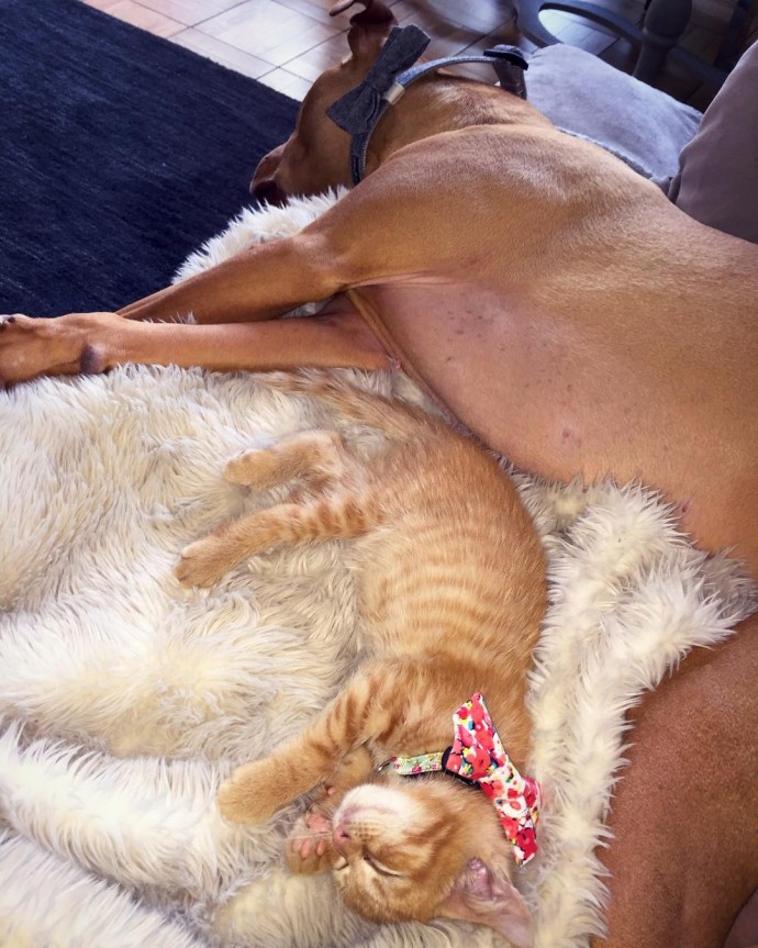 rescue-dog-obsessed-with-cats-finally-gets-a-kitten-to-take-care-of-18