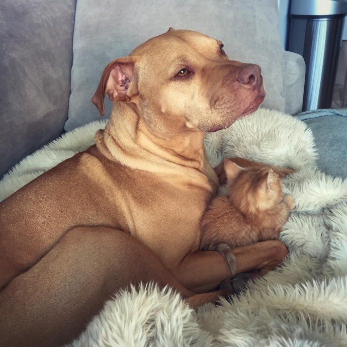 rescue-dog-obsessed-with-cats-finally-gets-a-kitten-to-take-care-of-19