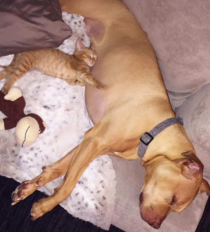 rescue-dog-obsessed-with-cats-finally-gets-a-kitten-to-take-care-of-20