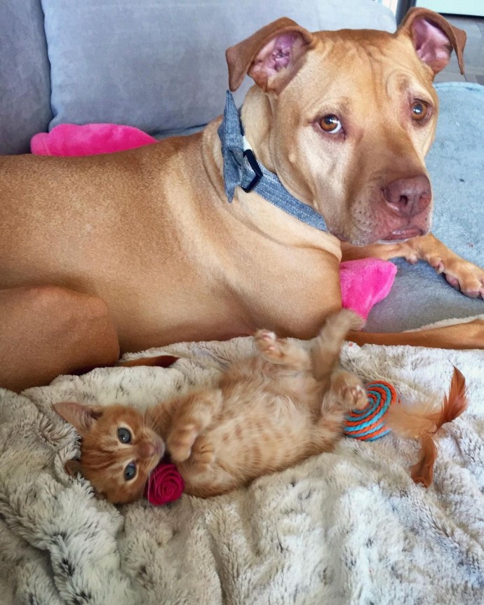 rescue-dog-obsessed-with-cats-finally-gets-a-kitten-to-take-care-of-21